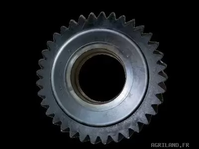 PIGNON  Z36